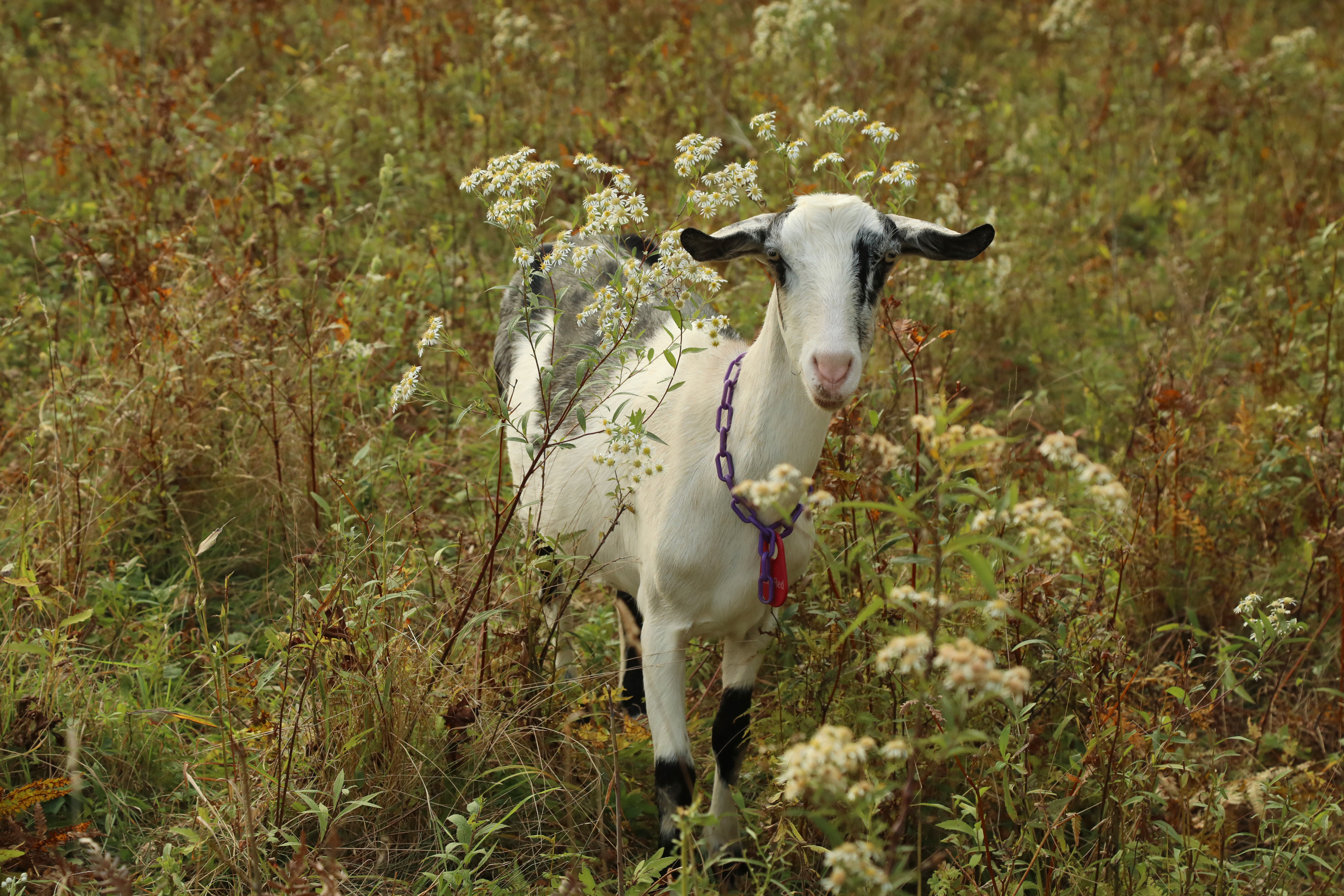 Little Red in the pasture